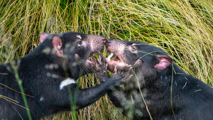 The Tasmanian devil (Sarcophilus harrisii) is a carnivorous marsupial of the family Dasyuridae