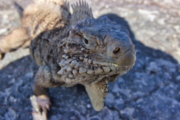 Portrait close-up of a sunlit iguana on a stone floor, diffuse background.