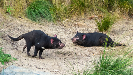 The Tasmanian devil (Sarcophilus harrisii) is a carnivorous marsupial of the family Dasyuridae