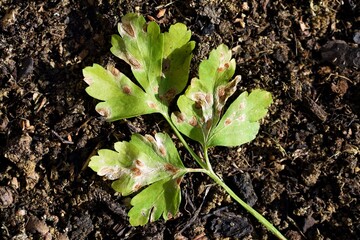 Parsley leaves with spots, close up view. Plant disease