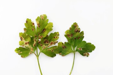 Parsley leaves with spots, close up view, white background. Plant disease