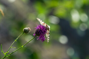 The Apollo or mountain Apollo (Parnassius apollo) is a rare butterfly that lives in the Tatra National Park in Slovakia.