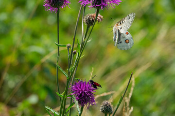 The Apollo or mountain Apollo (Parnassius apollo) is a rare butterfly that lives in the Tatra National Park in Slovakia.