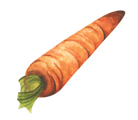 Carrot for market, recipe design. Fresh vegetables. Cartoon style. Watercolor illustration for any design.