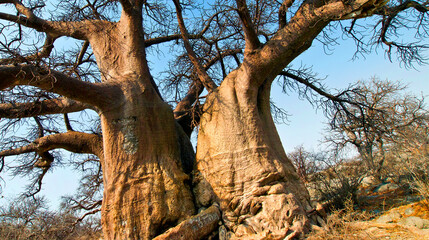 Fototapeta na wymiar Baobab, Adansonia digitata, Kubu Island, White Sea of Salt, Lekhubu, Makgadikgadi Pans National Park, Botswana, Africa