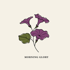 Line art morning glory flower drawing
