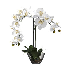 Obraz premium decorative flowers and plants for the interior, isolated on transparent background, 3D illustration, cg render