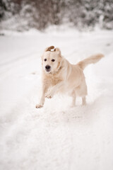 The retriever is frolicking among the snowdrifts 4483.