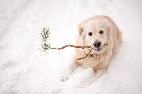 The retriever is frolicking among the snowdrifts 4490.