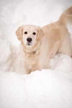 The Golden Retriever is a breed of dog among the snows 4481.