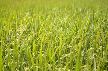 Obraz premium The rice fields of agriculture that are blooming long beautiful green