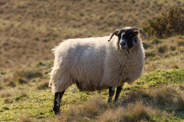 The blackface sheep breed is the most numerous pure breed in Britain, with the vast majority in...