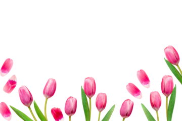 Isolated Pink tulips, web banner border for spring, Mothers day, Womens day