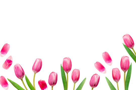 Isolated Pink tulips, web banner border for spring, Mothers day, Womens day