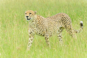 Fototapeta premium Cheetah (Acinonyx jubatus) walking in high grass, close up, Masai Mara National Reserve, Kenya, Africa
