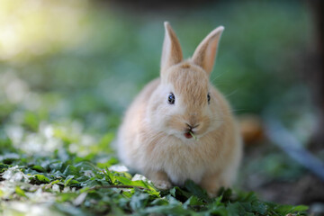 Closeup Rabbit eating the grass on natural background. Animal mammals concept.