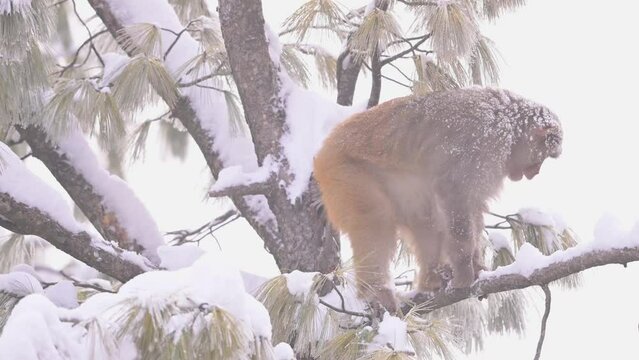 Rhesus Macaque sitting on tree in Snowfall