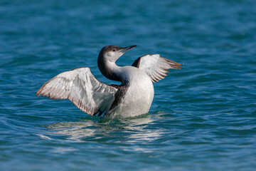 large waterfowl in its natural habitat, Black-throated Loon, Gavia arctica	