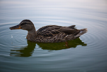 wild female duck swims in a pond and drinks water, summer day