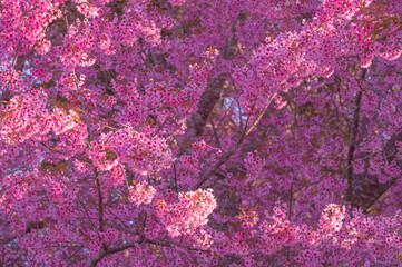 Cherry blossom in spring time, sakura