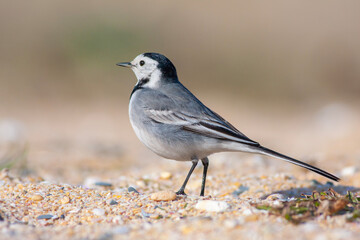 little bird watching on the ground, White Wagtail, Motacilla alba