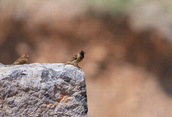 little bird watching on the ground, Red-fronted Serin, Serinus pusillus