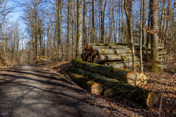 Fototapeta na wymiar Pile of wood logs on the side of a forest road