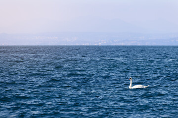 Beautiful white swan on the waves of Lake Garda during sunset. italy