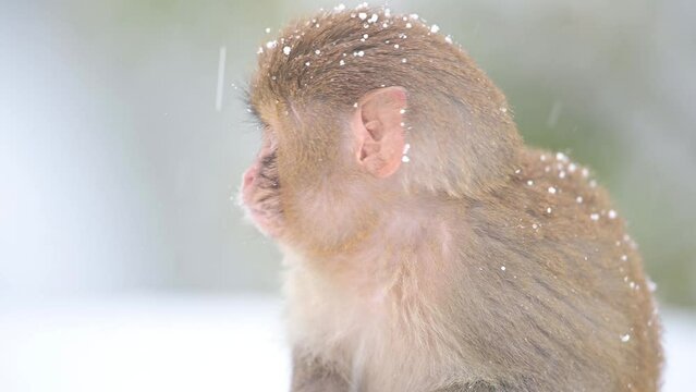 Closeup of Baby Rhesus macaque monkey (Macaca mulatta) in Snow Fall