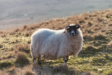 The blackface sheep breed is the most numerous pure breed in Britain, with the vast majority in...