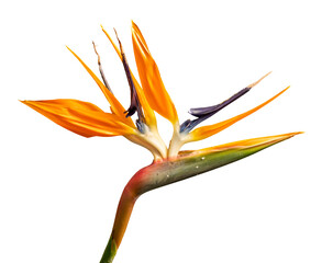 crane flower or bird of paradise (Strelitzia reginae) flower detail isolated on white
