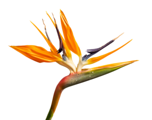 crane flower or bird of paradise (Strelitzia reginae) flower detail isolated on white