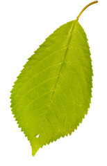 detail of a single tree leaf, isolated on white