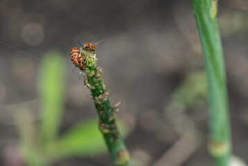 Spotted asparagus beetle on the asparagus sprout top. The main pest of asparagus crop.