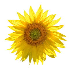 sunflower flower head on white background