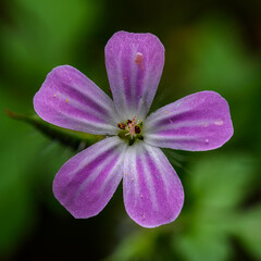 pink flower of Geranium robertianum known as herb-Robert, red robin, death come quickly, stinking...