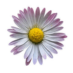detail flower of pink common, lawn, or English daisy, bruisewort, or woundwort (Bellis perennis) © Petr