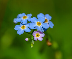 blue flowers of true forget-me-not (Myosotis scorpioides)