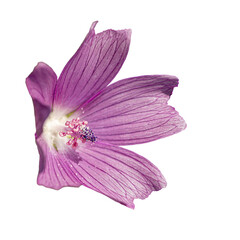 Fototapeta na wymiar wild pink mallow flower isolated