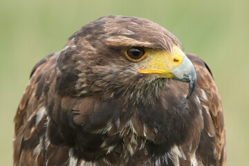 A portrait of a Harris's Hawk against a green background
