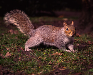 Squirrel
