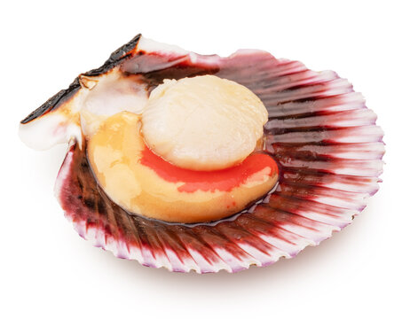 Fresh opened scallop with scallop roe or coral close up. File contains clipping path.