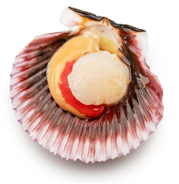 Fresh live opened scallop with scallop roe or coral close up. File contains clipping path..