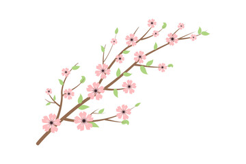 Obraz na płótnie Canvas Blooming branch of sakura, cherry or apple tree on white background. Botanical element. Spring buds, blossom and flowers. Design element for greeting cards, textiles. Spring vector illustration