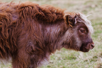 Highland cattle thriving in the Pentlands Hills  - calf
