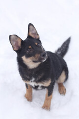  shepherd dog puppy full body photo on leash with human legs on snowy background