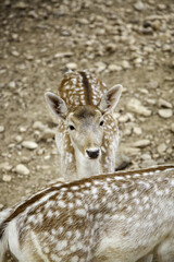 Deer in nature