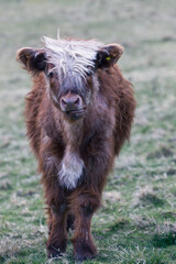Fototapeta premium Highland cattle - calf 