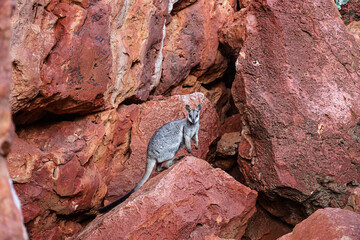 Cute black-footed wallaby looking at the camera. Orange and red background rocks. Baby animal, ears, eyes and cute paws. Location Yardie creek, Cape range  Exmouth in Western Australia.