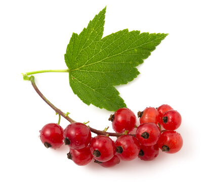 Close-up of red currant isolated on white background.  Photo of a fruit for easy selection and creation of compositions with other fruits.